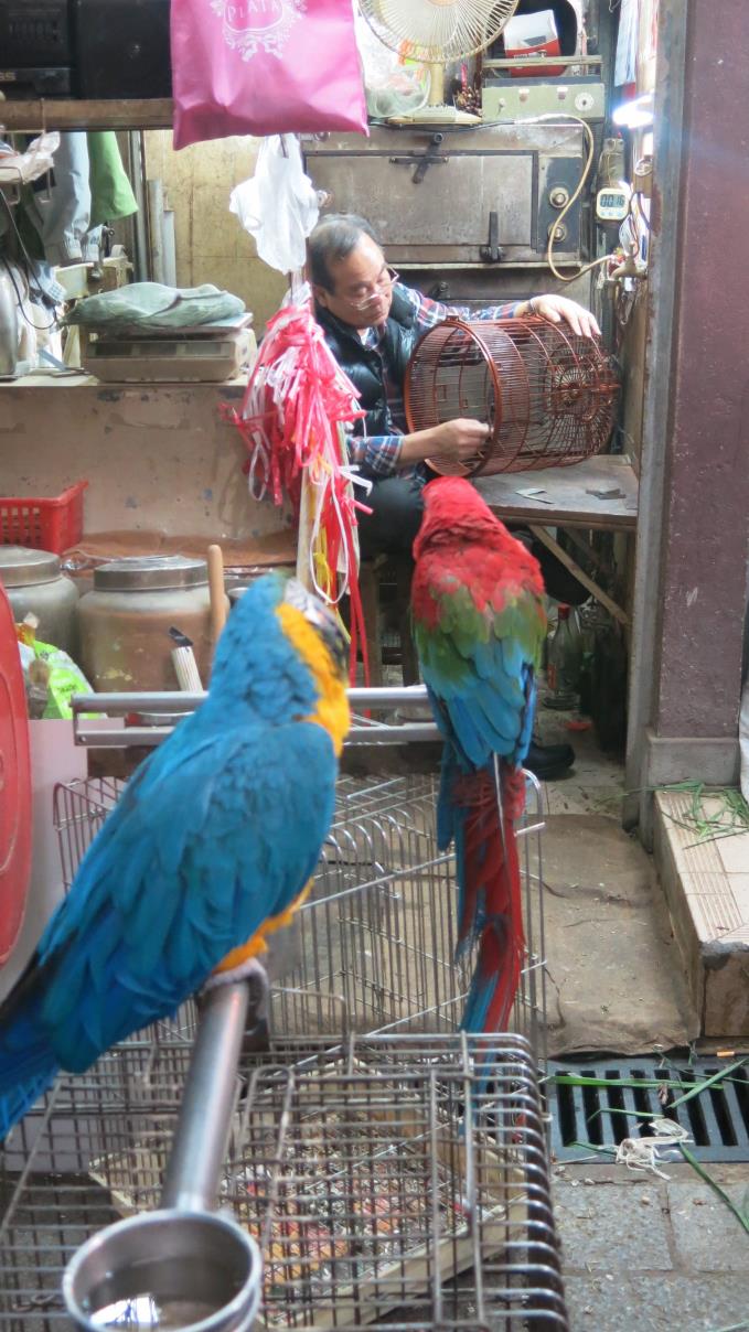 Bird market